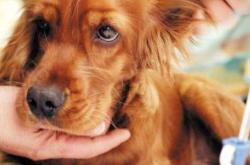 犬细小病毒病,犬细小病毒病的病原学、流行病学、临床症状与防治策略