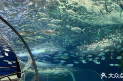 上海海洋水族馆门票团购,畅游海底世界，尽享亲子时光