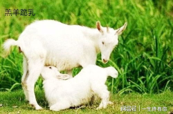 娱乐吃瓜酱外婆养大的小羊,娱乐吃瓜酱与小羊的温馨成长故事