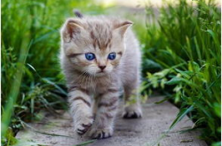 娱乐吃瓜小猫咪小说在线阅读,揭秘娱乐圈幕后风云